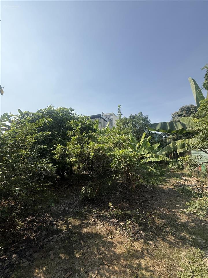 Bán đất lớn thổ cư an phú đông, quận 12 giáp gò vấp