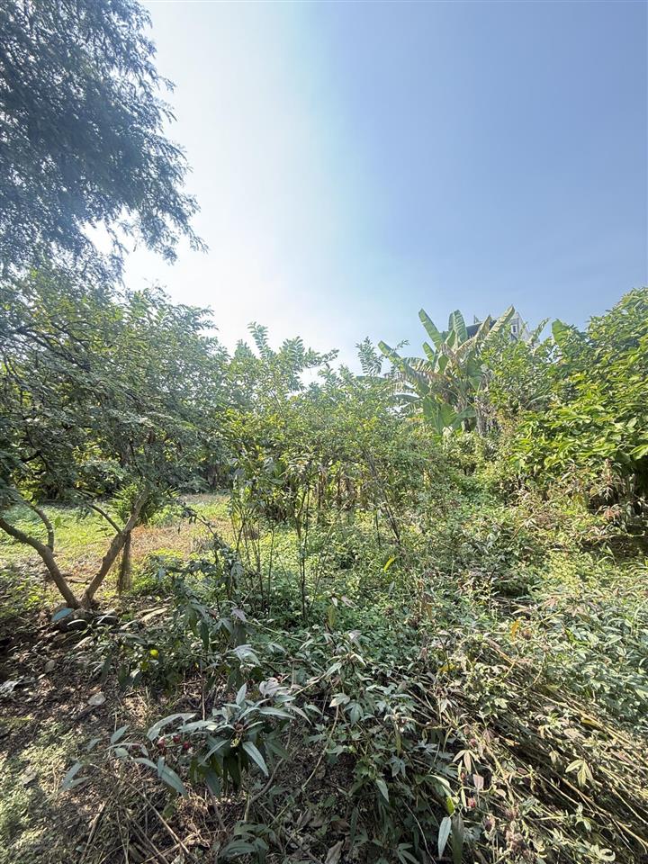 Bán đất lớn thổ cư an phú đông, quận 12 giáp gò vấp