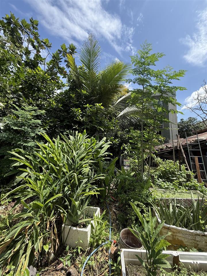 Bán nhà vườn 1.330m2, an phú đông, quận 12