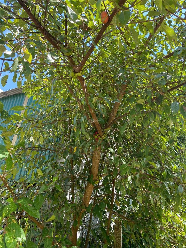 Nhà đẹp 150 m2, đất 2.2 ha bằng phẳng gần xã ea lai, trường chuẩn qg cấp 1,2 tìm người hữu duyên
