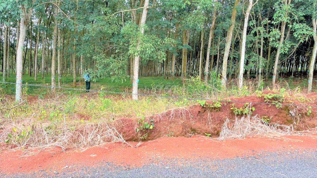 Ngộp, Cần bán 4ha đất đẹp, cao su 7 năm tuổi - 160m bám mặt đường