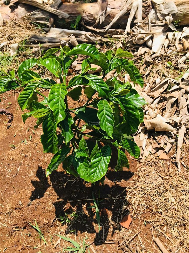 Căn biệt thự nhà gỗ 3 mặt tiền vườn sinh thái, có 1 không 2 tại trung tâm di linh!