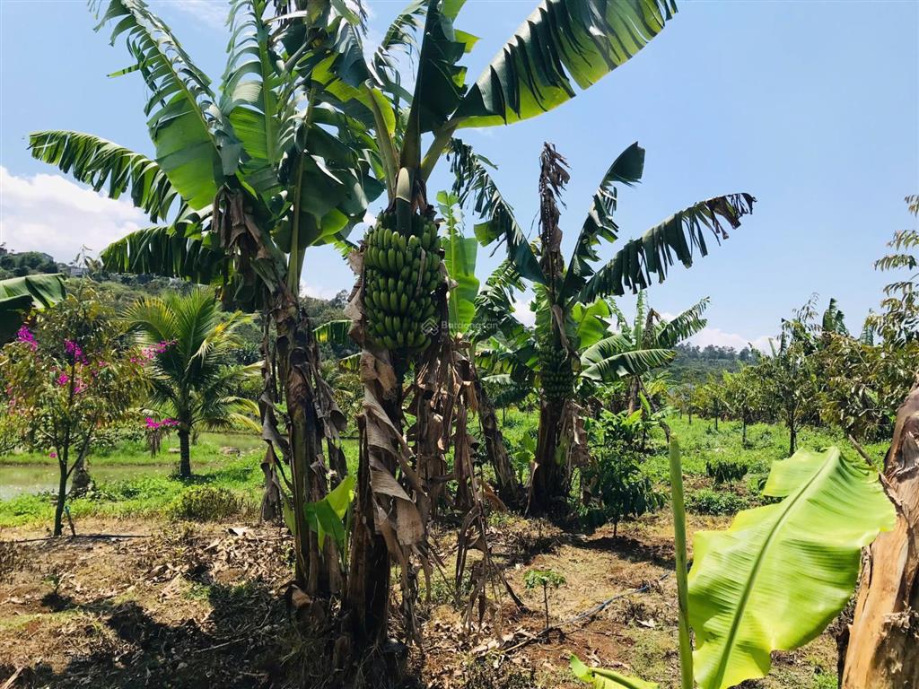 Căn biệt thự nhà gỗ 3 mặt tiền vườn sinh thái, có 1 không 2 tại trung tâm di linh!