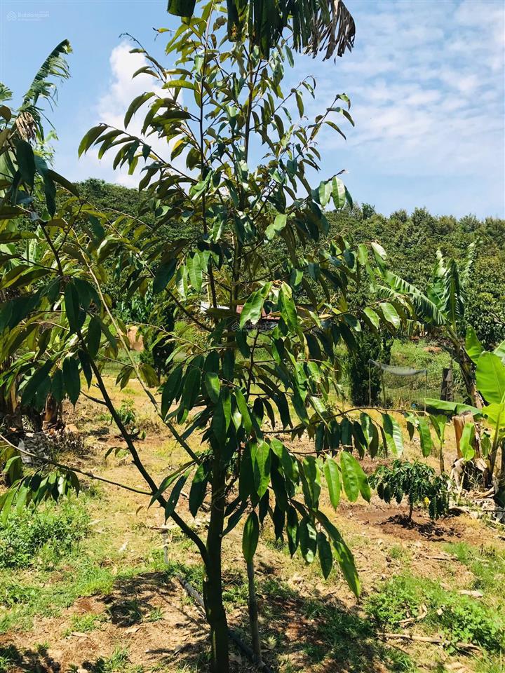 Căn biệt thự nhà gỗ 3 mặt tiền vườn sinh thái, có 1 không 2 tại trung tâm di linh!