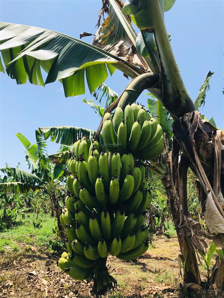 Căn biệt thự nhà gỗ 3 mặt tiền vườn sinh thái, có 1 không 2 tại trung tâm di linh!