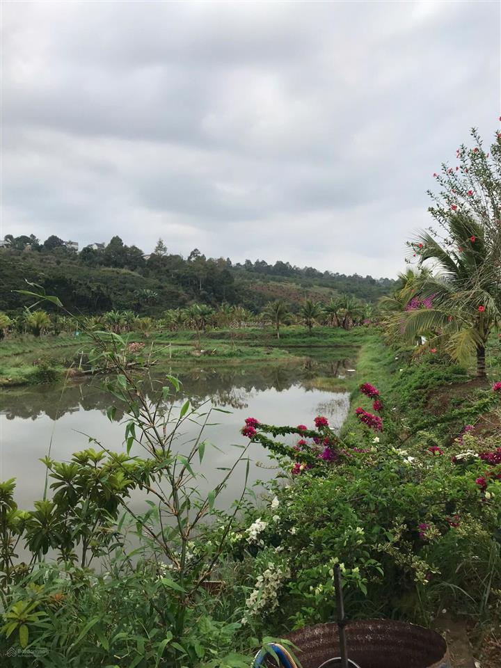 Căn biệt thự nhà gỗ 3 mặt tiền vườn sinh thái, có 1 không 2 tại trung tâm di linh!