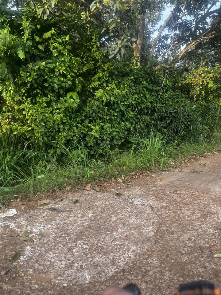 2 mặt tiền đường nhựa vuông vức đẹp vườn sầu riêng full hồng