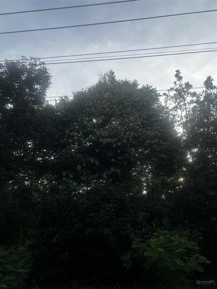 2 mặt tiền đường nhựa vuông vức đẹp vườn sầu riêng full hồng