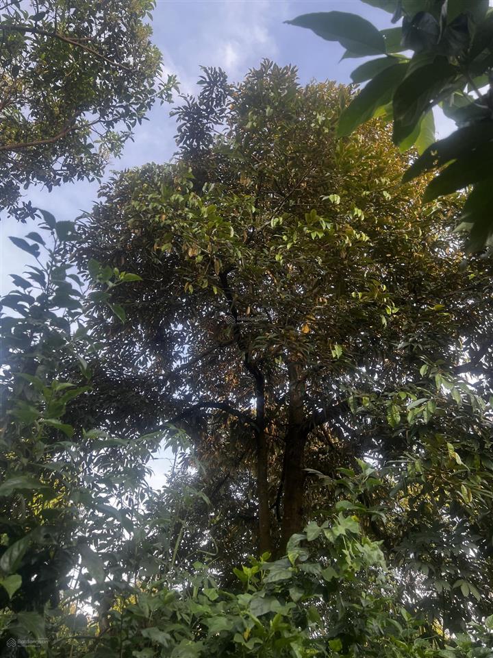 2 mặt tiền đường nhựa vuông vức đẹp vườn sầu riêng full hồng