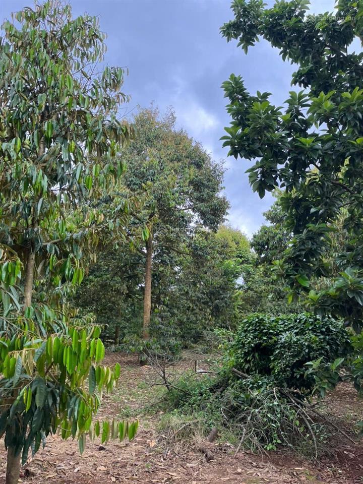 2 mặt tiền đường nhựa vuông vức đẹp vườn sầu riêng full hồng