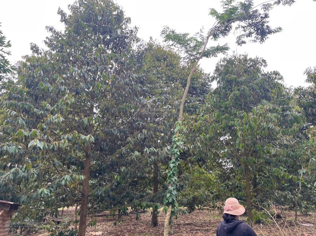 2 mặt tiền đường nhựa vuông vức đẹp vườn sầu riêng full hồng