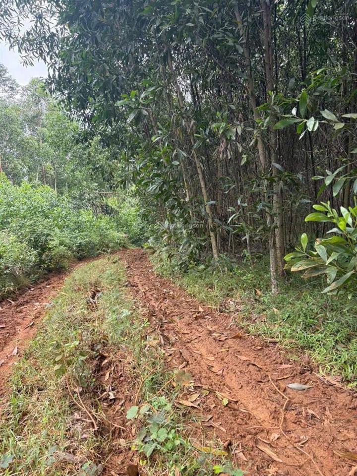 2600mv đất vườn giá rẻ cực sôc bán nhanh 55m mat tiền đường