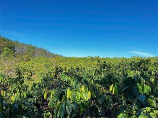 Rẫy cafe doanh thu tốt view hồ thành phố kon tum vip rẻ