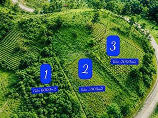 View đồi gần măng đen xã hiếu giá tốt gần 1 hec ta