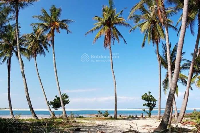 View rừng dừa gần hội an giá khá ổn