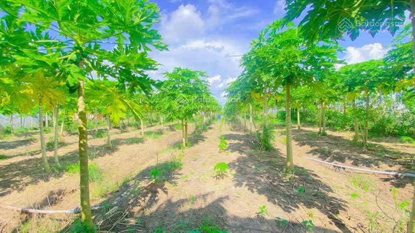 Cho thuê đất 10.000 m2 mặt tiền nguyễn văn linh 20 triệu