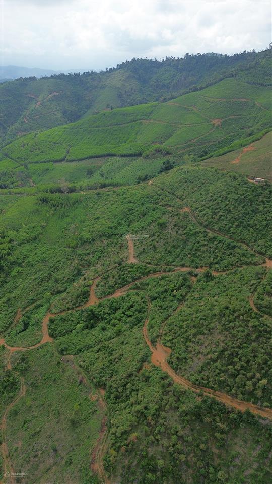 Hạ giá bánh nhanh gần 10ha (95.243m2) đất trồng keo tại xã ea trang, huyện m'drak, đắk lắk, 2.1 tỷ