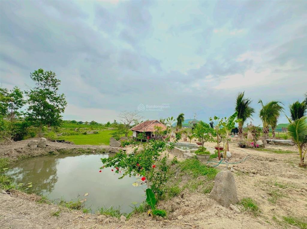Chuyển nhượng nhanh farm suối khoáng nóng tại ninh tây, ninh hòa. qh full thổ, giá bao sang tên
