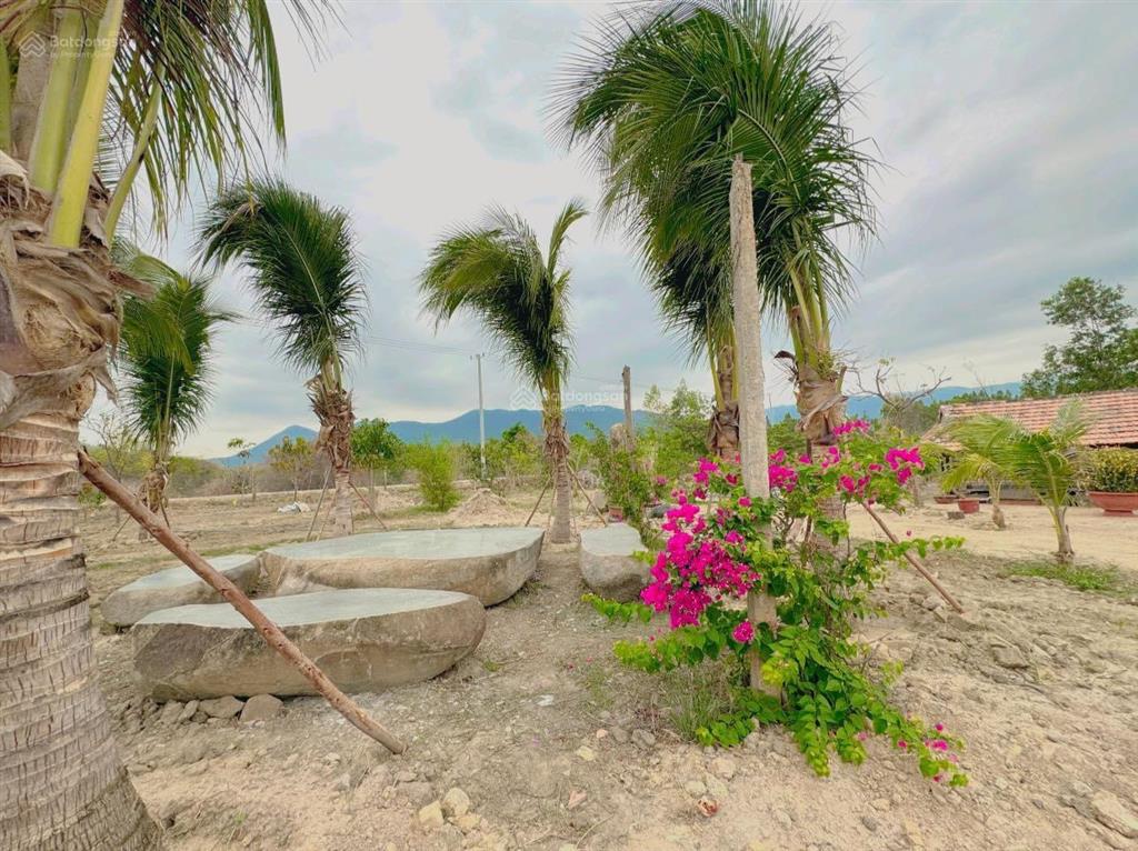 Chuyển nhượng nhanh farm suối khoáng nóng tại ninh tây, ninh hòa. qh full thổ, giá bao sang tên