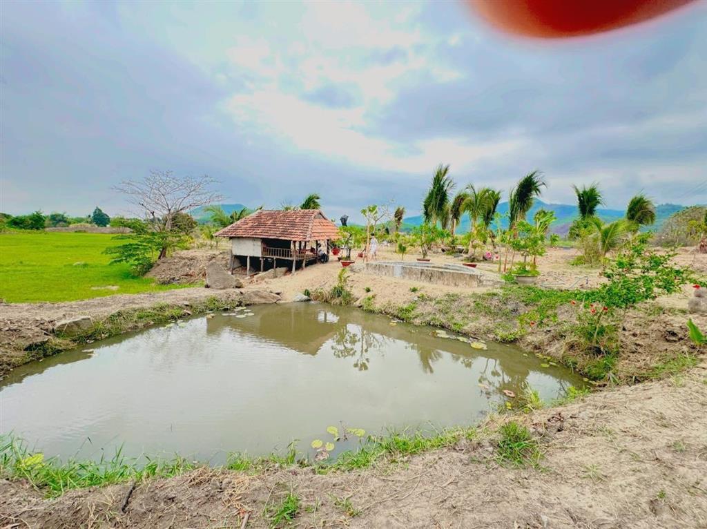 Chuyển nhượng nhanh farm suối khoáng nóng tại ninh tây, ninh hòa. qh full thổ, giá bao sang tên