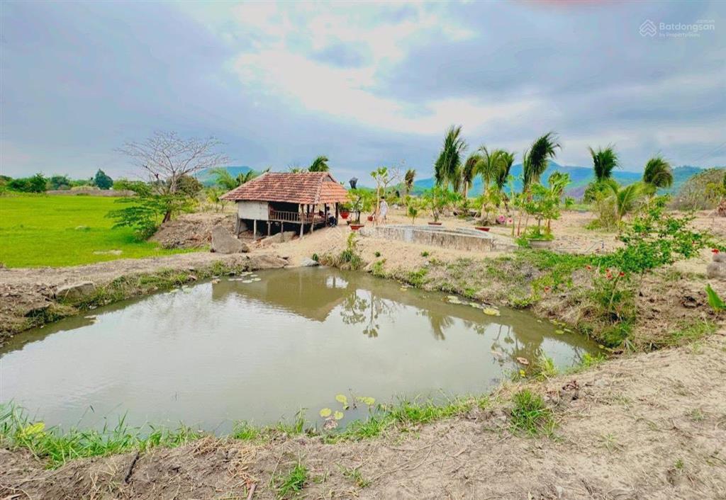 Chuyển nhượng nhanh farm suối khoáng nóng tại ninh tây, ninh hòa. qh full thổ, giá bao sang tên
