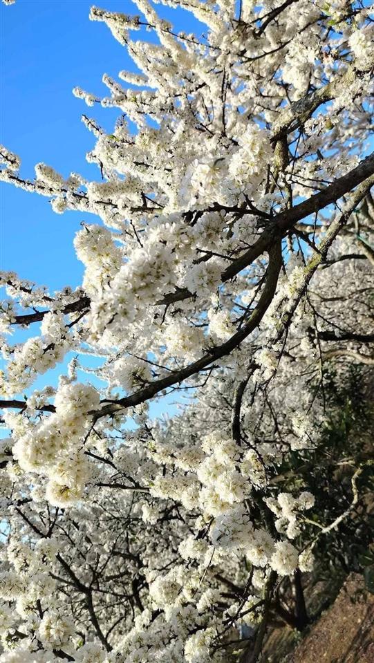 Bán căn góc mặt đường lê lợi ngô quyền hải phòng