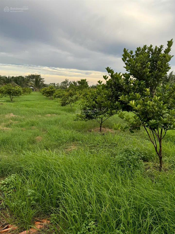 Bán đất vườn trọn sổ 5.000m2(300m2 thổ) mặt tiền nhựa 30m đường liên ấp 45,xã đa phước,bình chánh