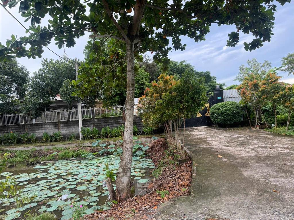 Bán đất vườn trọn sổ 5.000m2(300m2 thổ) mặt tiền nhựa 30m đường liên ấp 45,xã đa phước,bình chánh