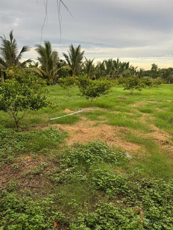 Bán đất vườn trọn sổ 5.000m2(300m2 thổ) mặt tiền nhựa 30m đường liên ấp 45,xã đa phước,bình chánh