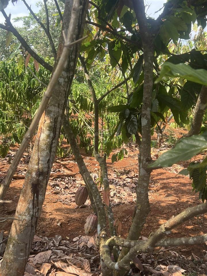 Chủ cần bán lô đất hơn 1000m2 đường nhựa trên đất đang trồng cà phê và cacao giá đầu tư