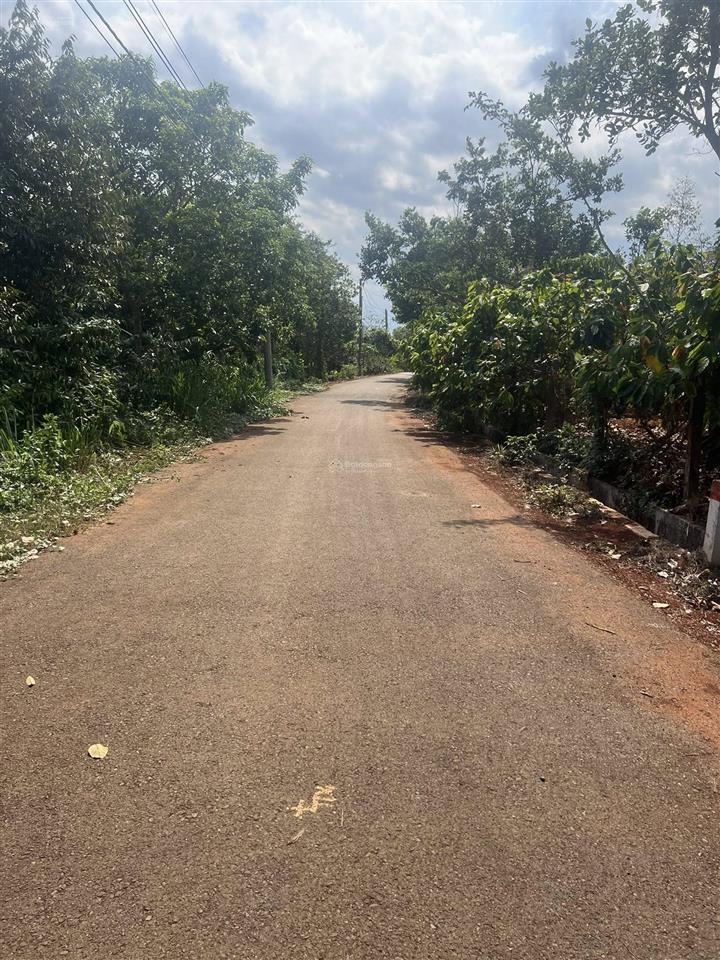 Chủ cần bán lô đất hơn 1000m2 đường nhựa trên đất đang trồng cà phê và cacao giá đầu tư