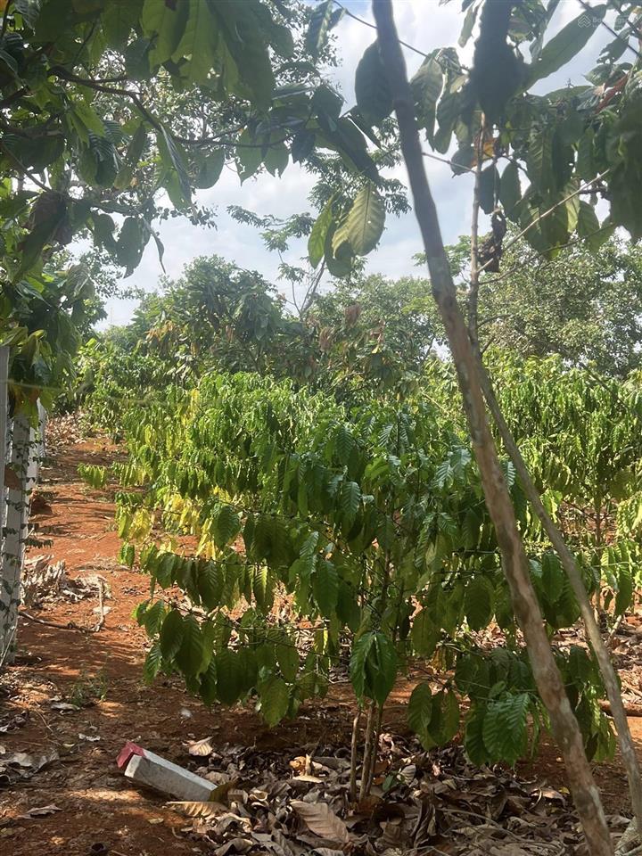 Chủ cần bán lô đất hơn 1000m2 đường nhựa trên đất đang trồng cà phê và cacao giá đầu tư