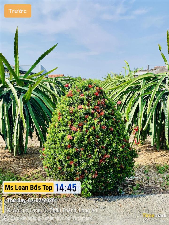 Bán đất thổ cư hơn 200m² xã an lục long, châu thành, long an sổ hồng riêng