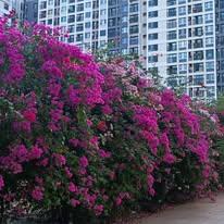 Cơ hôi bắt đáy căn 3pn 2wc 79m2 picity  có sổ hồng, 3 view, view hồ bơi, full nội thất chỉ 3.85 tỷ