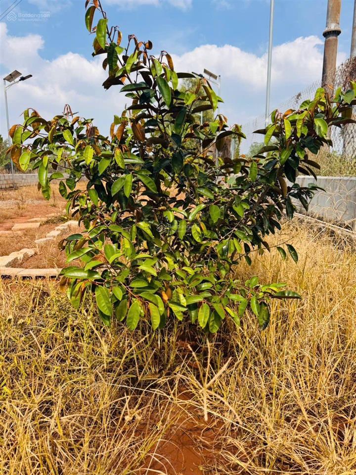 Nhánh đường lê thị hồng gấm, cách quốc lộ 55 ~300m
