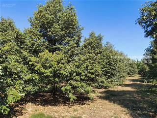 1,4ha sầu riêng thu mạnh, giá rẻ lộc an  lộc ninh  bình phước