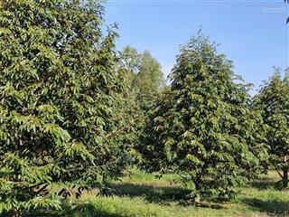 2,7ha sầu riêng đẹp, đường bê tông, lộc ninh, bình phước (cũ)