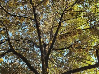 1,1ha sầu riêng đất đỏ bazan thu mạnh, 400m2 thổ cư lộc tấn, lộc ninh, bình phước (cũ)