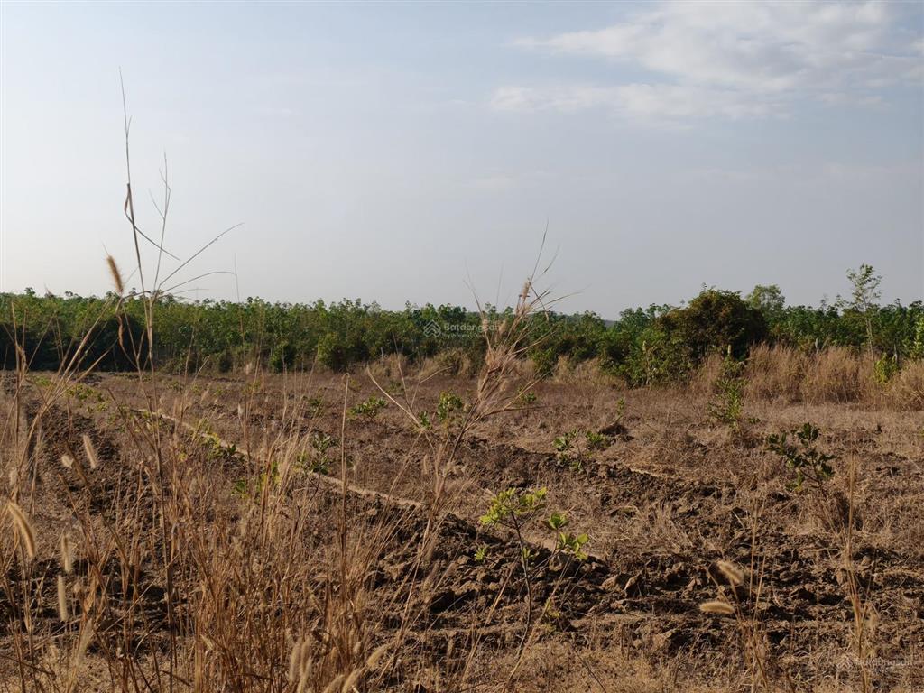 2ha điều non, 2 mặt tiền vuông vức đẹp lộc khánh, lộc ninh, bình phước (cũ)