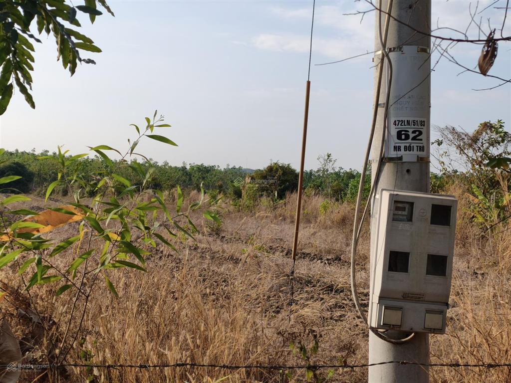 2ha điều non, 2 mặt tiền vuông vức đẹp lộc khánh, lộc ninh, bình phước (cũ)