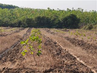 2ha điều non, 2 mặt tiền vuông vức đẹp lộc khánh, lộc ninh, bình phước (cũ)