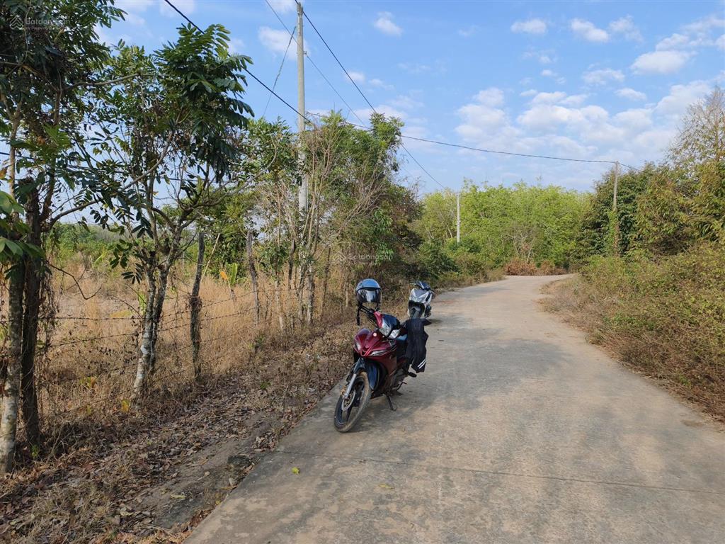 2ha điều non, 2 mặt tiền vuông vức đẹp lộc khánh, lộc ninh, bình phước (cũ)