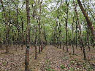 Cần bán gấp 3.2ha cao su lộc hưng  lộc ninh  bình phước (cũ)