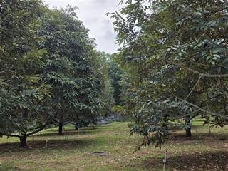 2ha sầu riêng đất đỏ bazan 3 mặt tiền lộc ninh  bình phước ( cũ )