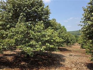 1,7ha sầu riêng, cao su đất đỏ bazan, vị trí đẹp lộc ninh  bình phước