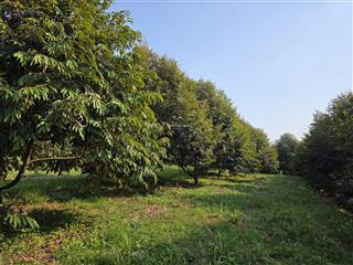 12ha sầu riêng, cao su đất đỏ bazan cực đẹp lộc ninh  bình phước (cũ)