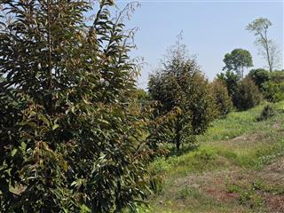 1,5ha sầu riêng, măng cụt đất đỏ, 83m nhựa lộc an  lộc ninh  bình phước (cũ)