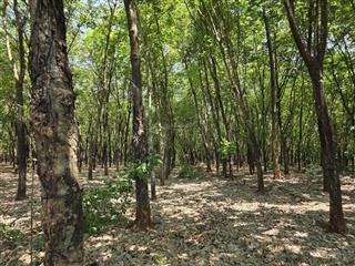 2,8ha cao su đất đỏ bazan, 84m mặt tiền nhựa lộc quang  lộc ninh  bình phước (cũ)