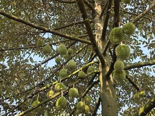 1,5ha sầu riêng đông đặc, thu mạnh lộc an  lộc ninh  bình phước cũ