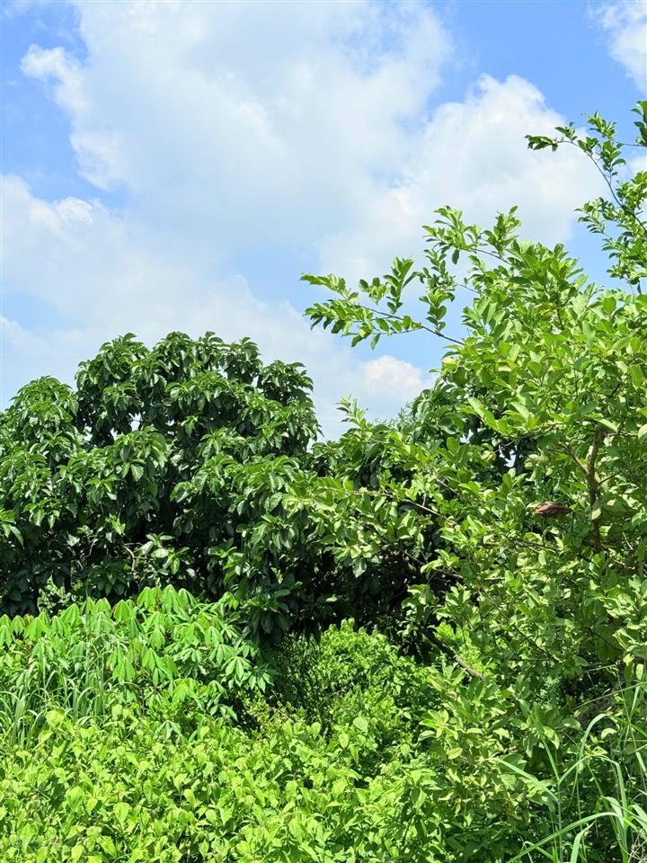 Vườn trái cây đẹp thoáng mát gần biển phước hải 3000m2 33,5x90m 480m2 thổ cư mặt tiền đường nhựa